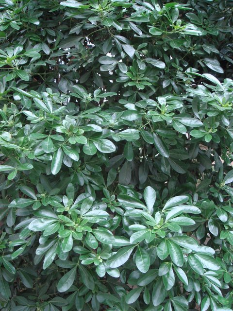 Choisya ternata feuille
